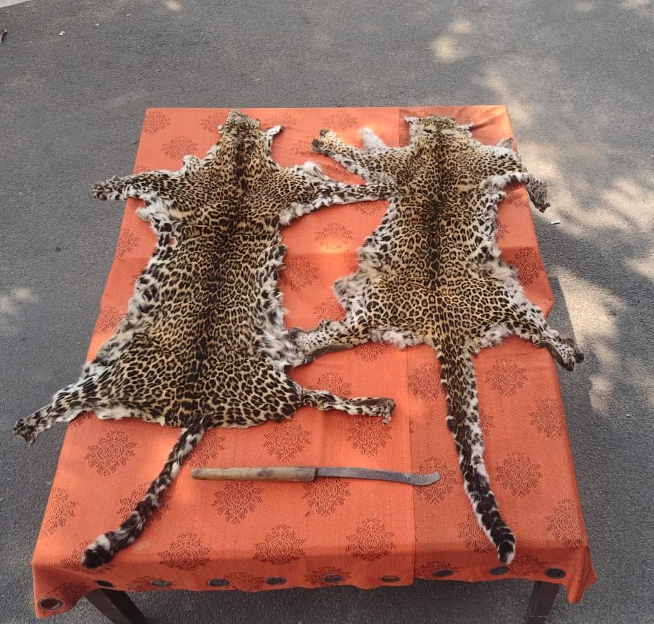 Berhampur SP Seeks Transfer of Leopard Skin Smuggling Case to Wildlife Crime Cell